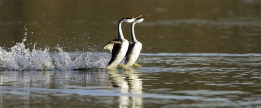 4 amazing animals that can run on water