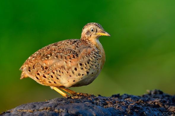 Despite their small size, yellow-legged button quails have a loud and resonant call.