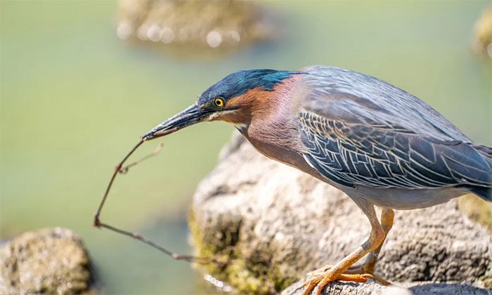 Green Heron