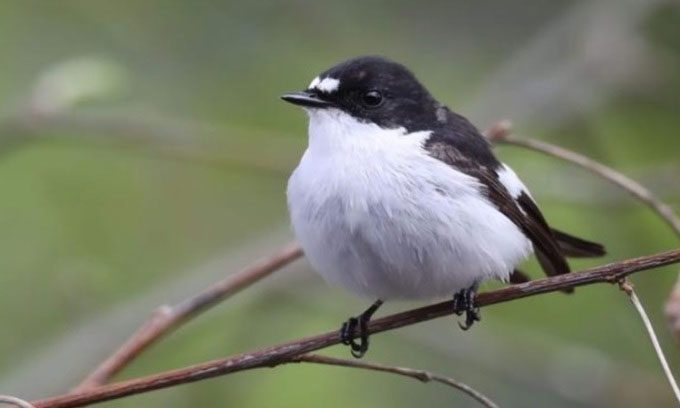 The collared flycatcher is one of the two bird species selected by the research team for analysis.