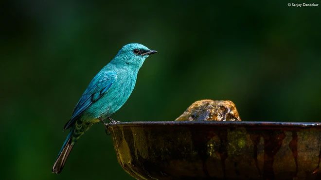 Verditer Blue Flycatcher.