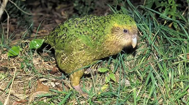 Kakapo