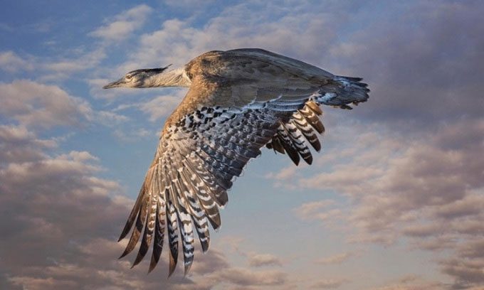 Kori bustard flying in the air.