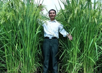 china creates rice variety higher than human head for greater yield 88335