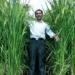 china creates rice variety higher than human head for greater yield 88335