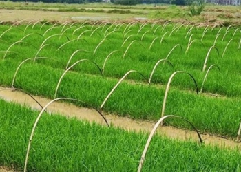 china develops rice variety that can be harvested multiple times in a single growing season 124750