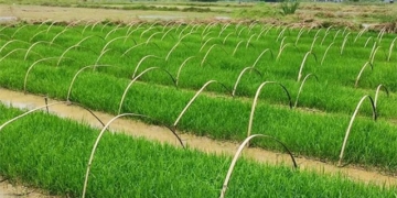 china develops rice variety that can be harvested multiple times in a single growing season 124750