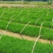 china develops rice variety that can be harvested multiple times in a single growing season 124750