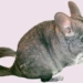 chinchilla mouse 2748