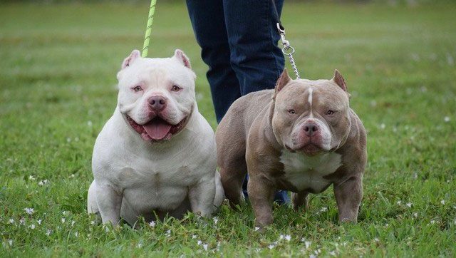 UK Prime Minister's Office issues a ban on Bully XL breed.