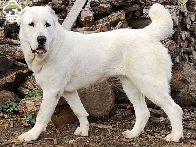 Central Asian Shepherd Dog (Alabai).