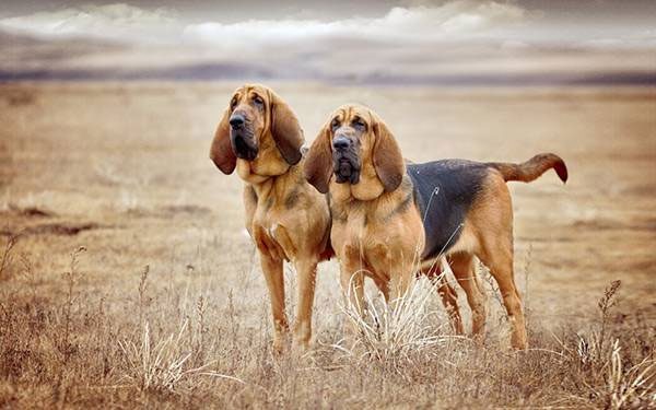 Bloodhound can weigh up to 50kg.