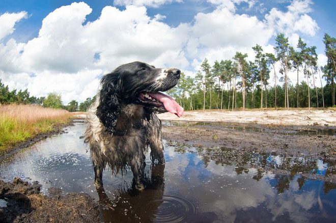 The act of rubbing against smelly substances serves as a camouflage technique for dogs.