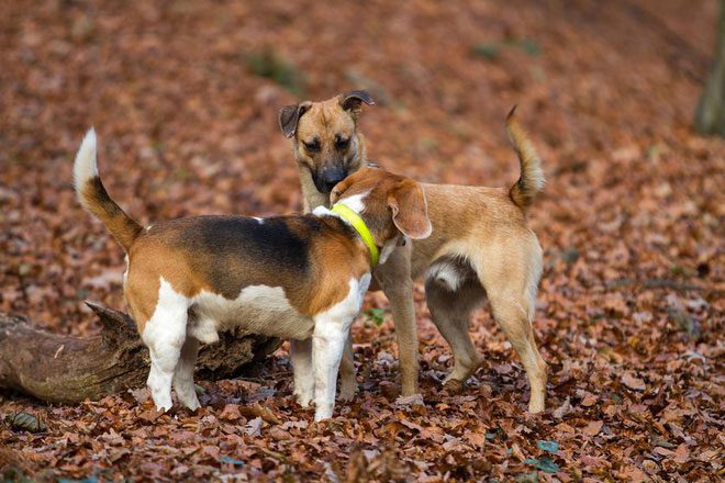 Rolling in smelly things may attract potential mates.