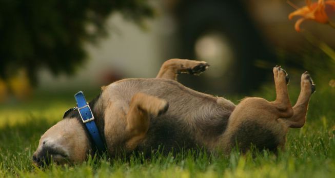 Dogs exhibit a rather "smart" behavior by rolling in feces to hide from predators.