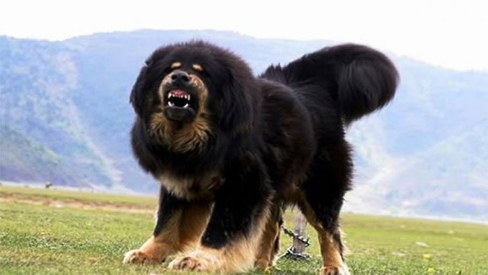 Tibetan Mastiffs are more aggressive with same-sex dogs.