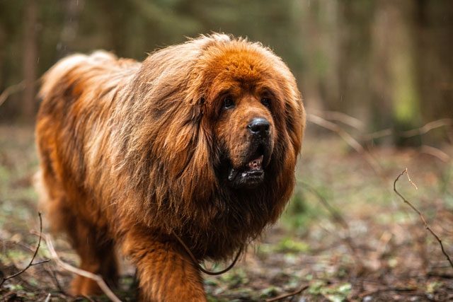 Tibetan Mastiff stands out due to its mane and large body size