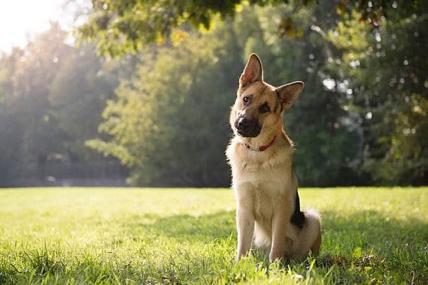 Science has not yet thoroughly studied the reason why dogs tilt their heads.