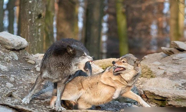 In the wolf pack, strength and intelligence play crucial roles in survival.