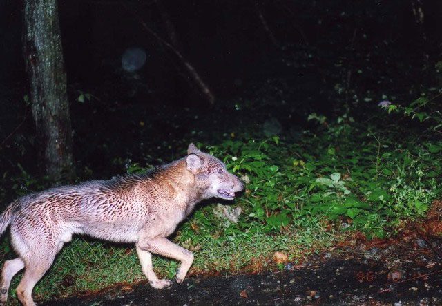 According to a renowned Japanese zoologist, this creature is 'extremely wolf-like.'