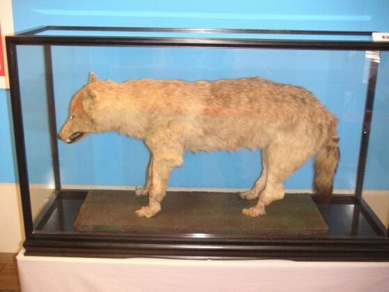 Specimen of the Japanese wolf at Ueno Zoo, Japan.