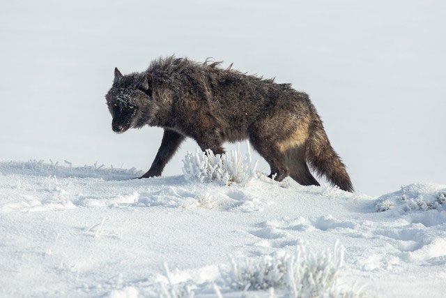 In the world of wolves, the struggle for power and status is unavoidable.