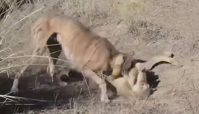 Tazy dog attacks a prairie wolf.