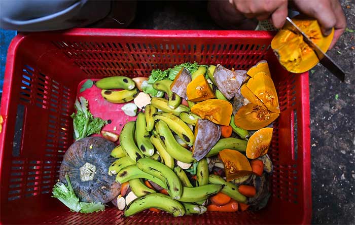 Diet of the silvered leaf monkeys