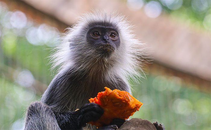 The average lifespan of silvered leaf monkeys in the wild is about 20-30 years