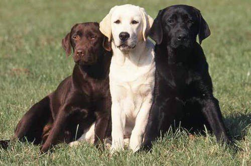 The smartest dog breeds in the world