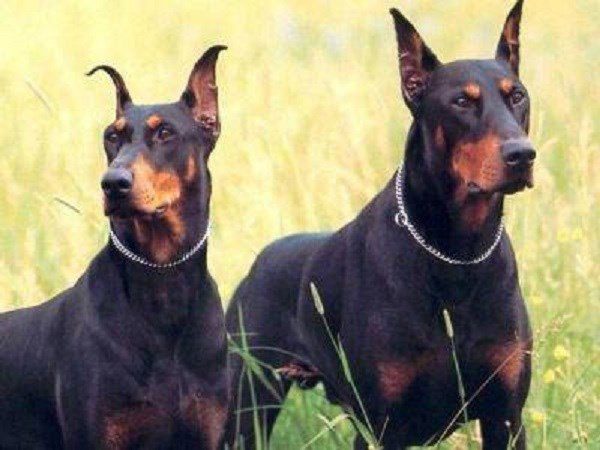 The smartest dog breeds in the world