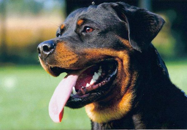 The smartest dog breeds in the world