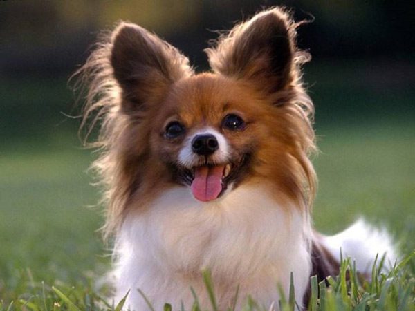 The smartest dog breeds in the world