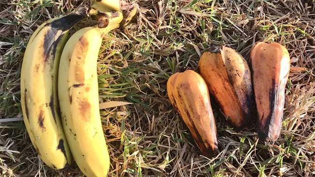 A banana fruit (left) placed next to an enset fruit (right).