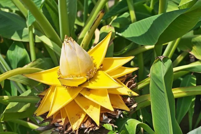 Chinese Dwarf Banana