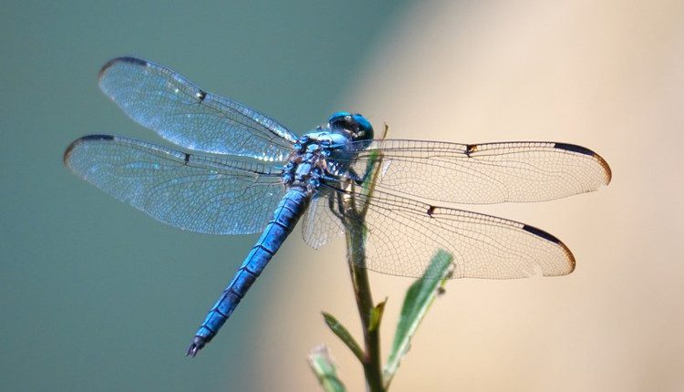 The elegant and sophisticated Blue Dragonfly Prince.