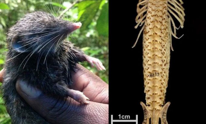 Hero shrew (left) and its spine (right).