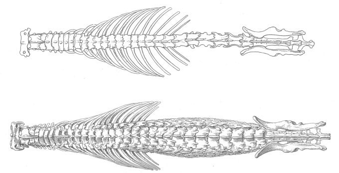 Spine of the white-toothed shrew (top) and spine of the hero shrew (bottom).