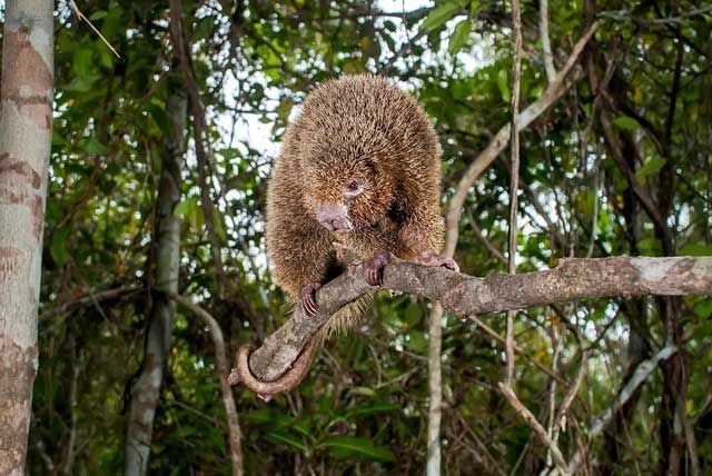 The Hard Quill Rat primarily lives in trees.