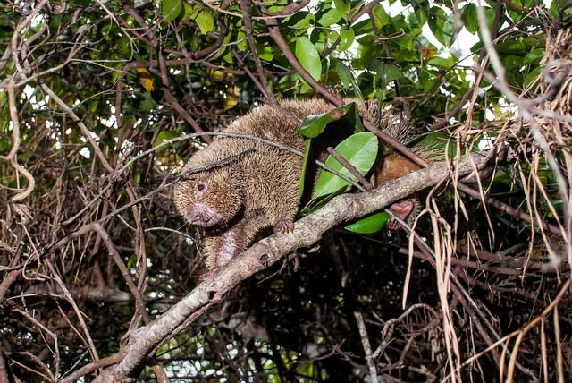 Genetic evidence confirmed that the Hard Quill Rat belongs to the family Erethizontidae.