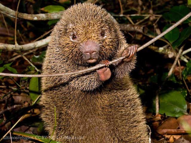 This species has hard quills covering its body.