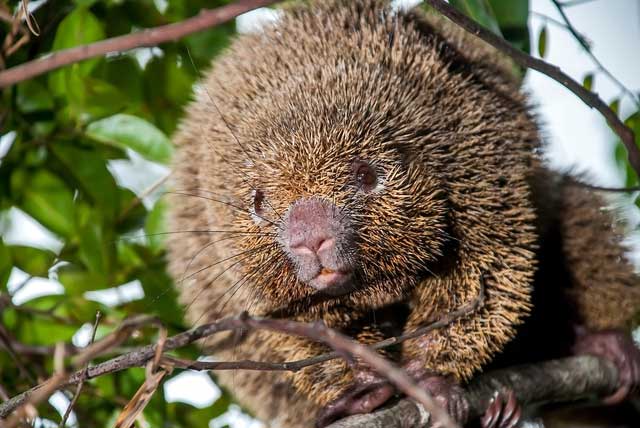 The Hard Quill Rat is listed as a vulnerable species in the IUCN Red List.