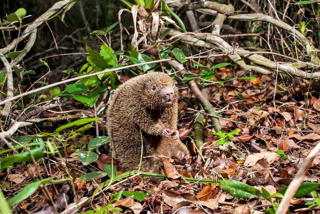 The Hard Quill Rat is a small rodent.