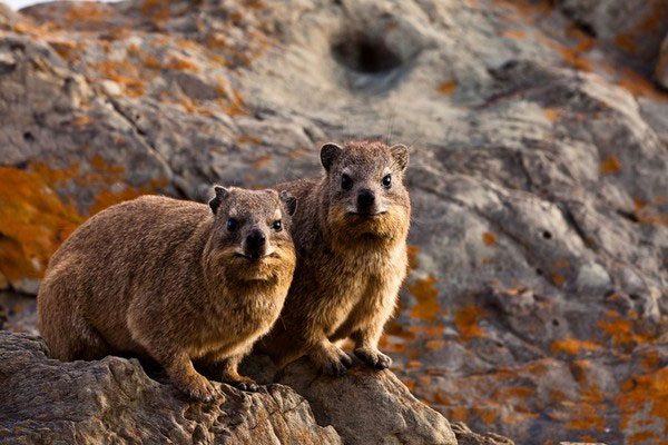 Wild animals emitting a scent similar to that of musk