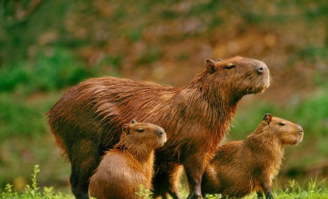 Capybaras have a special cancer prevention method