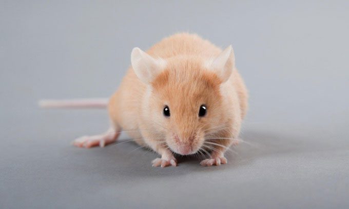 Mice are widely used in scientific research.