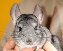 chuot chinchilla 250