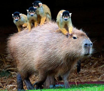 Capybara