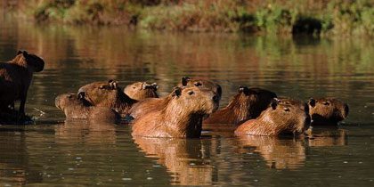 Capybara