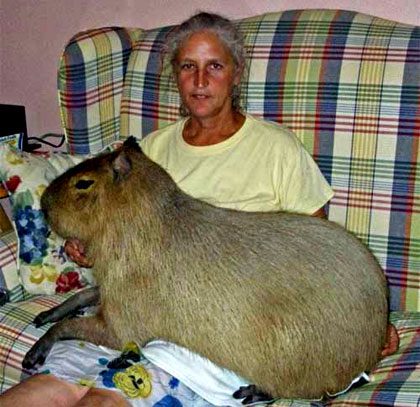 Giant Capybara weighing 105.4 kg